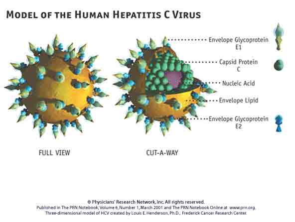 Hepatite C