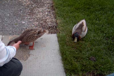 Nos canards Nos canards